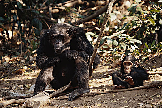 坦桑尼亚,冈贝河国家公园,女性,幼兽,黑猩猩,放松,荫凉,大幅,尺寸