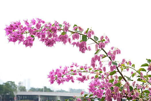 夏天羊城广州珠江新城绿化及花朵盛开