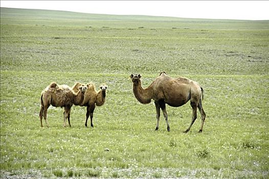 骆驼,母兽,两个,草原,蒙古