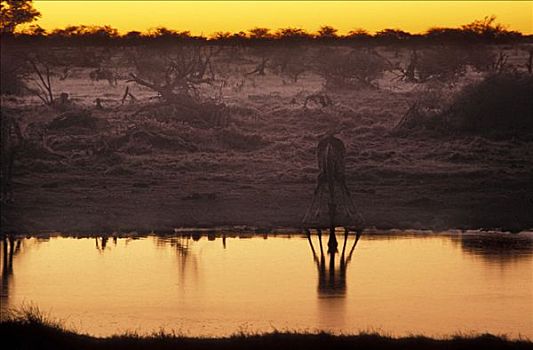 长颈鹿,喝,日落,埃托沙国家公园,纳米比亚