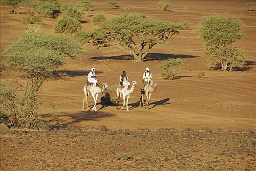 游牧,骑,骆驼,麦罗埃,苏丹,非洲