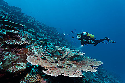 潜水,看,桌子,珊瑚,印度洋,南马累环礁,马尔代夫,亚洲