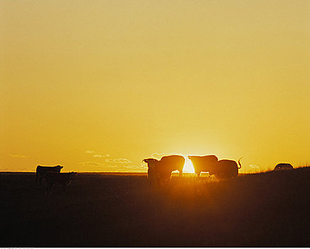 剪影,母牛,地点,日落,艾伯塔省,加拿大