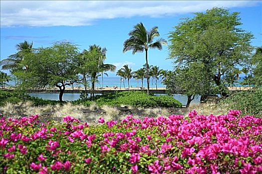 夏威夷,夏威夷大岛,场所,古老,家,鲜明,粉花,前景,海滩,海洋,远景