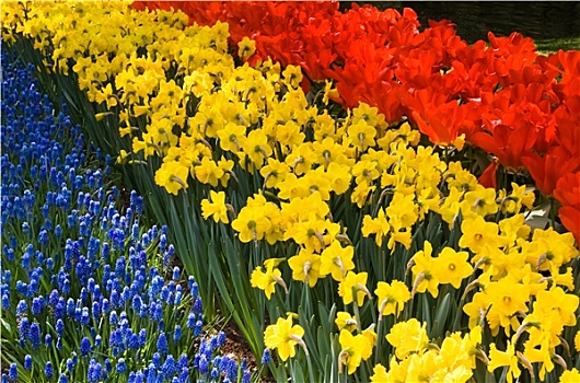 春花,红色,黄色,蓝色