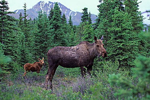美国,阿拉斯加,德纳里峰国家公园,靠近,河,驼鹿