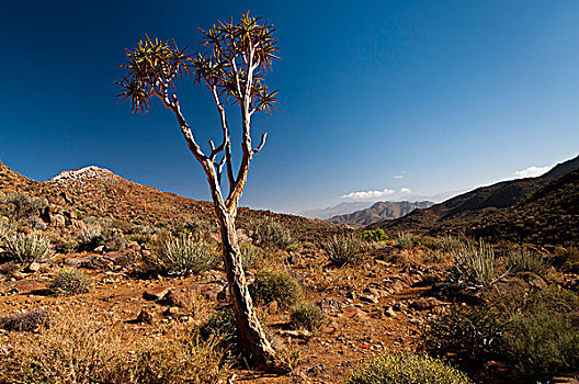 抖树,箭筒树,二歧芦荟,里希特斯韦德国家公园,北开普,南非,非洲