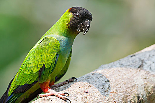 长尾鹦鹉,潘塔纳尔,巴西,南美