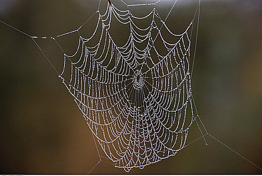 特写,蜘蛛网,水滴,新南威尔士,澳大利亚