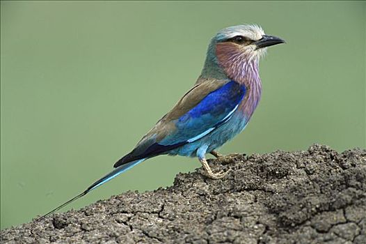 紫胸佛法僧鸟,紫胸佛法僧,栖息,白蚁窝,昆虫,马赛马拉国家保护区,肯尼亚