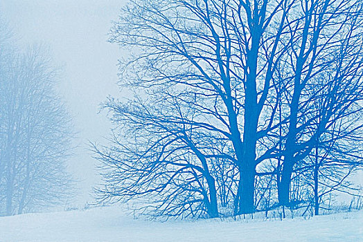 糖枫,树,冬天,雾,安大略省,加拿大