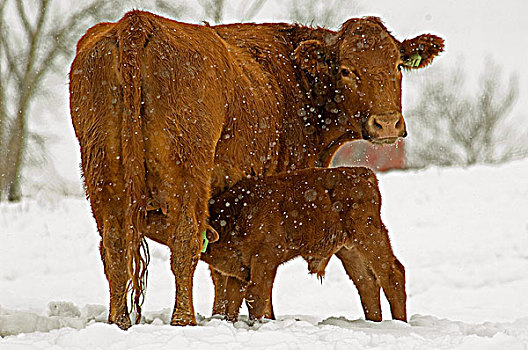 红色,雌性,雄性,幼兽,牛,区域,冬天,户外,天气,罐,寒冷,温度,长,外套,残留,干燥,农场主,检查,两个,三个,白天