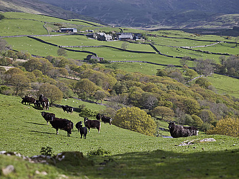 威尔士,格温内思郡,靠近,黑色,山羊,放牧,农田,山,高处,湾流