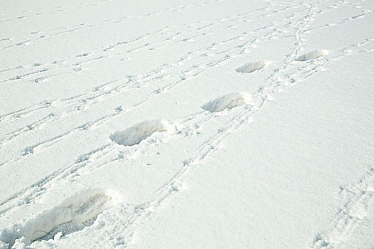 雪地