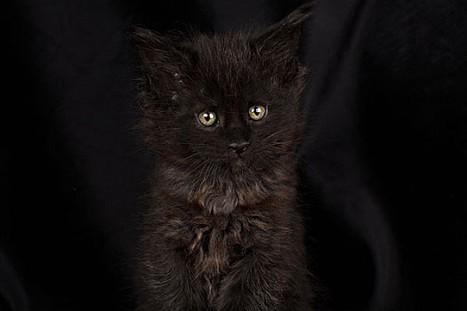 缅因,机灵,小猫,黑色,可爱,绒毛状,黑色背景,背景