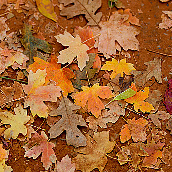 秋天,枫叶,锡安国家公园,犹他,美国