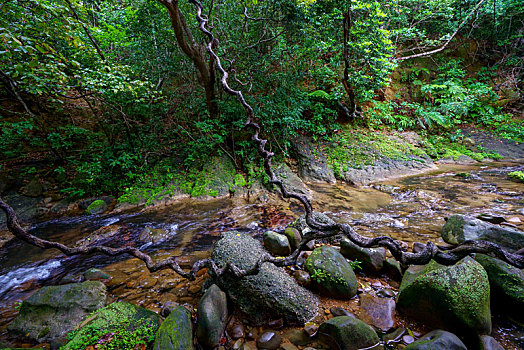 丛林,岛屿,冲绳,日本