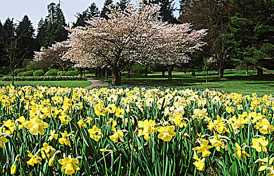 史坦利公园,水仙花,花,春天,温哥华,不列颠哥伦比亚省,加拿大