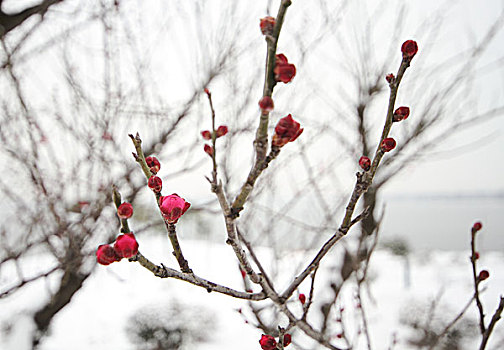 雪中红梅