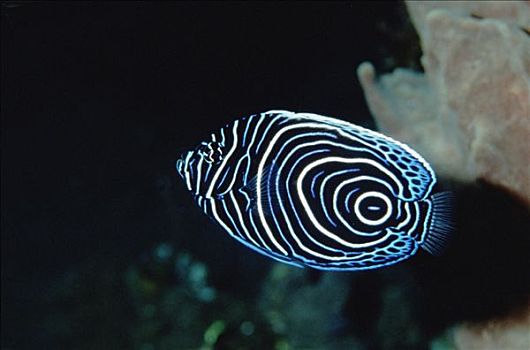 刺蝶鱼,幼小,彩色,阶段,巴厘岛,印度尼西亚