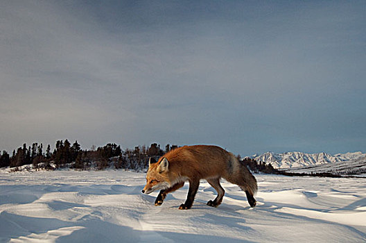 红狐,狐属,走,雪中,阿拉斯加
