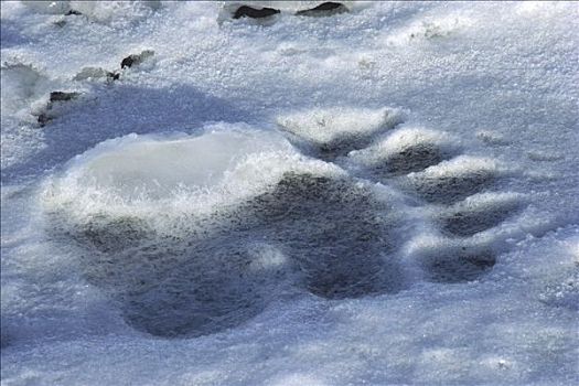 北极熊,轨迹,雪中,加拿大