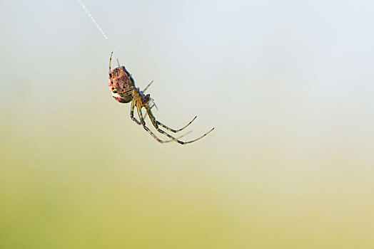 蜘蛛网,下萨克森,德国,欧洲