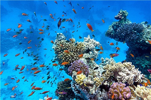 珊瑚礁,软,珊瑚,异域风情,鱼,仰视,热带,海洋,蓝色背景,水,背景