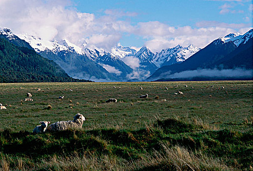 羊群,放牧,土地,南岛,新西兰