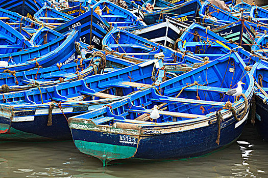 船队,蓝色,渔船,港口,苏维拉,摩洛哥