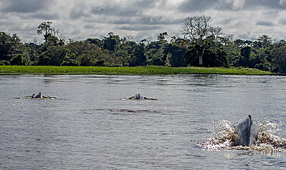 灰色,河,海豚,亚马逊盆地,秘鲁