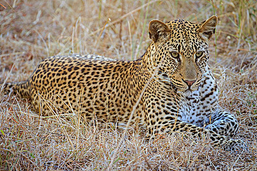 豹,干草,夜光,南卢安瓜国家公园,赞比亚,非洲
