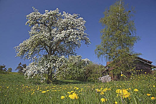 花,梨树,春天,果园,草地,巴伐利亚,德国