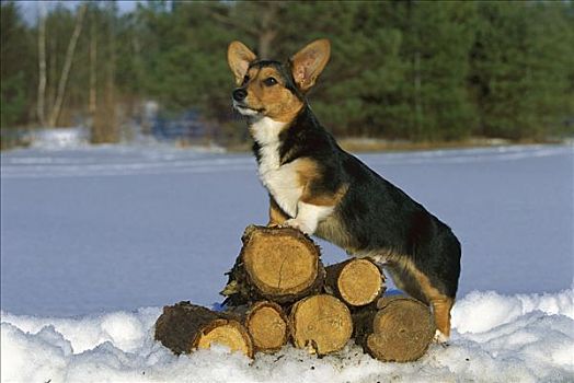 狗,小狗,站立,木头,堆,雪中