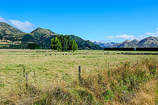 农田,南岛,新西兰