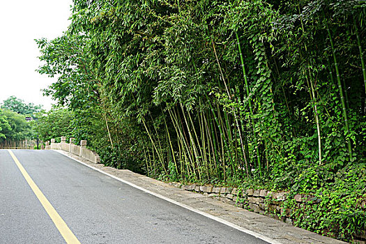 乌镇道路江南竹林