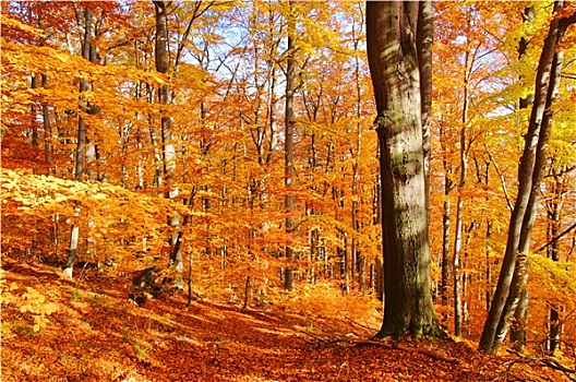秋季,山毛榉,树林,秋天