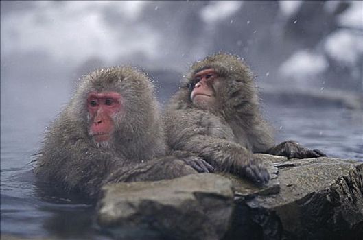 日本,雪,猴子
