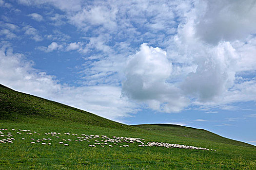 内蒙古科尔沁右翼前旗草原上的羊群