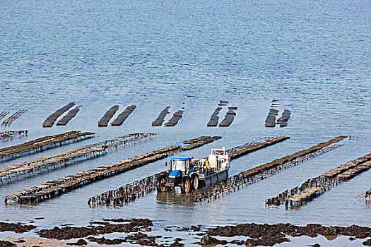 牡蛎养殖场,布列塔尼半岛