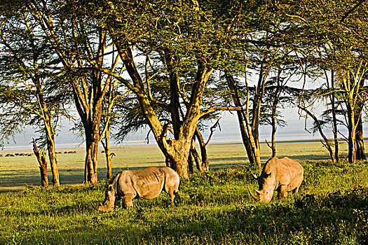 一对,白犀牛,日出,纳库鲁湖国家公园,肯尼亚