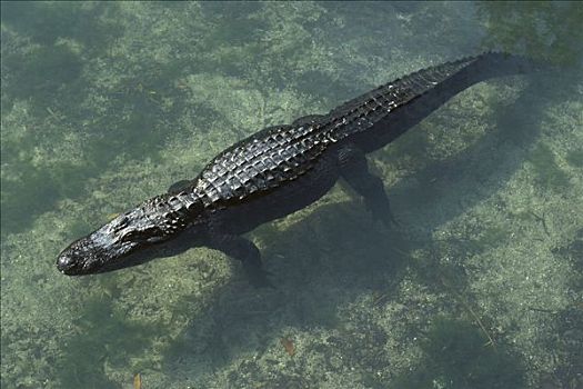 美国短吻鳄,漂浮,浅水,佛罗里达