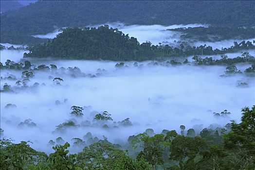 低地,雨林,黎明,雾,丹浓谷保护区,婆罗洲,马来西亚