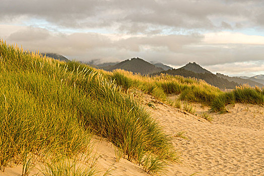 太平洋海岸,佳能海滩,沙丘