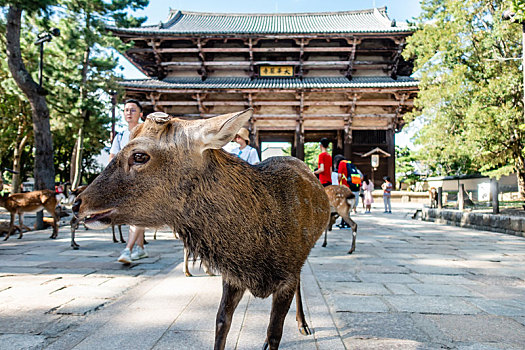 出现在奈良东大寺南大门前的梅花鹿