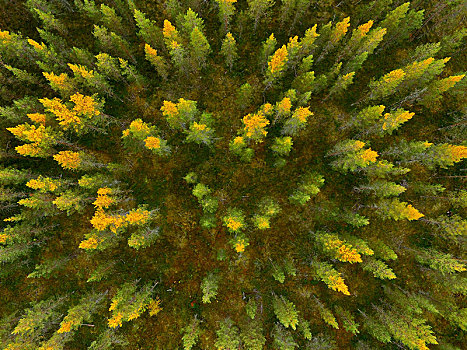 落叶松属植物,落叶松属,秋天,黄色,色彩,湿地,芬兰,欧洲
