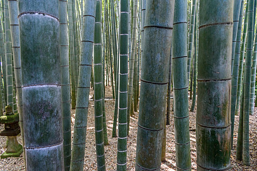 特写,竹子,植物,竹林,日本