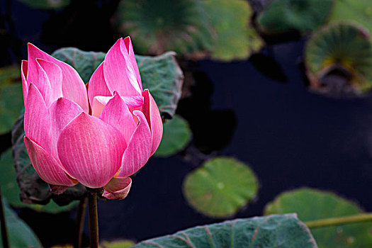 粉色,莲花,水塘