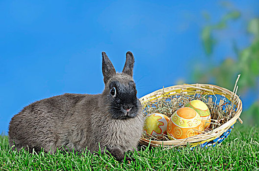 蓝色,貂,迷你兔,兔豚鼠属,复活节彩蛋,篮子