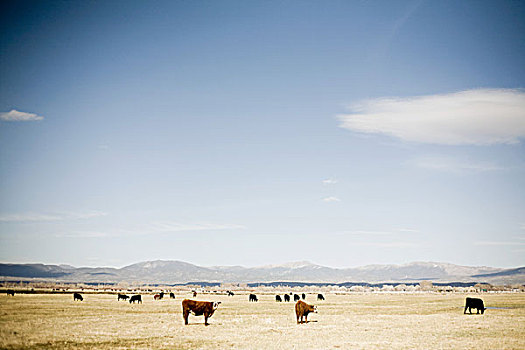 草原,牛,内华达,美国